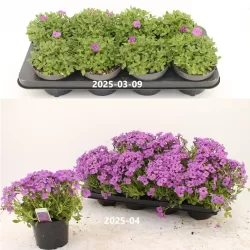 Daugiametės gėlės internetu su pristatymu į namus