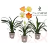 Clivia FLORAMOR ® mix