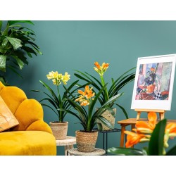 Clivia FLORAMOR ® mix