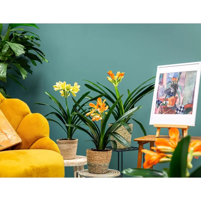 Clivia FLORAMOR ® mix