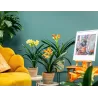 Clivia FLORAMOR ® mix