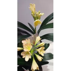 Clivia FLORAMOR ® mix