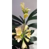 Clivia FLORAMOR ® mix