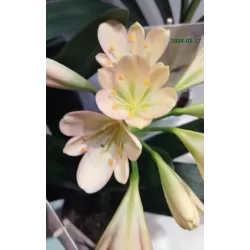 Clivia FLORAMOR ® mix