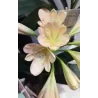 Clivia FLORAMOR ® mix