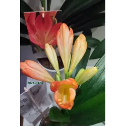 Klivijų kolekcija FLORAMOR ® STRONG - trys retos veislės, kovą pateikiamos su žiedkočiais ir žiedpumpuriais