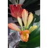 Clivia FLORAMOR ® mix