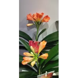 Clivia FLORAMOR ® mix