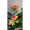 Clivia FLORAMOR ® mix