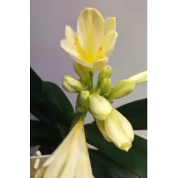 Clivia FLORAMOR ® mix