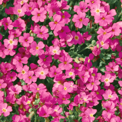 Daugiametės gėlės internetu su pristatymu į namus