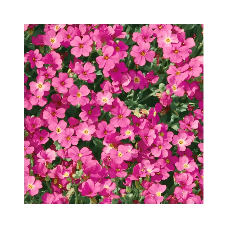 Daugiametės gėlės internetu su pristatymu į namus