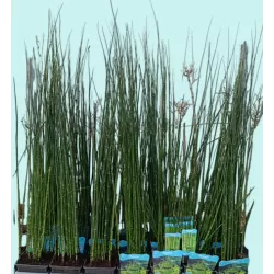 Asiūklis - Equisetum hyemale Japonicum