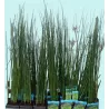 Asiūklis - Equisetum hyemale Japonicum