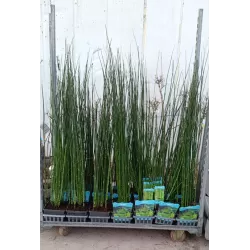 Asiūklis - Equisetum hyemale Japonicum