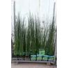 Equisetum hyemale Japonicum