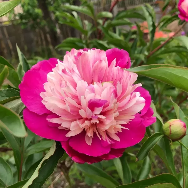 Bijūnas - Paeonia lactiflora CORA STUBBS