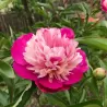 Bijūnas - Paeonia lactiflora CORA STUBBS
