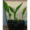 Kana - Canna CLEOPATRA