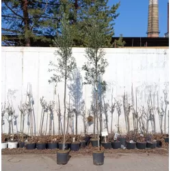 Europinis alyvmedis - Olea europaea CIPRESSINO