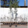 Europinis alyvmedis - Olea europaea CIPRESSINO
