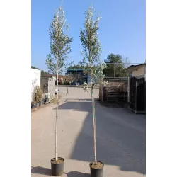 Europinis alyvmedis - Olea europaea CIPRESSINO