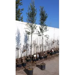 Europinis alyvmedis - Olea europaea CIPRESSINO