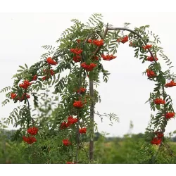 Paprastasis šermukšnis - Sorbus aucuparia PENDULA