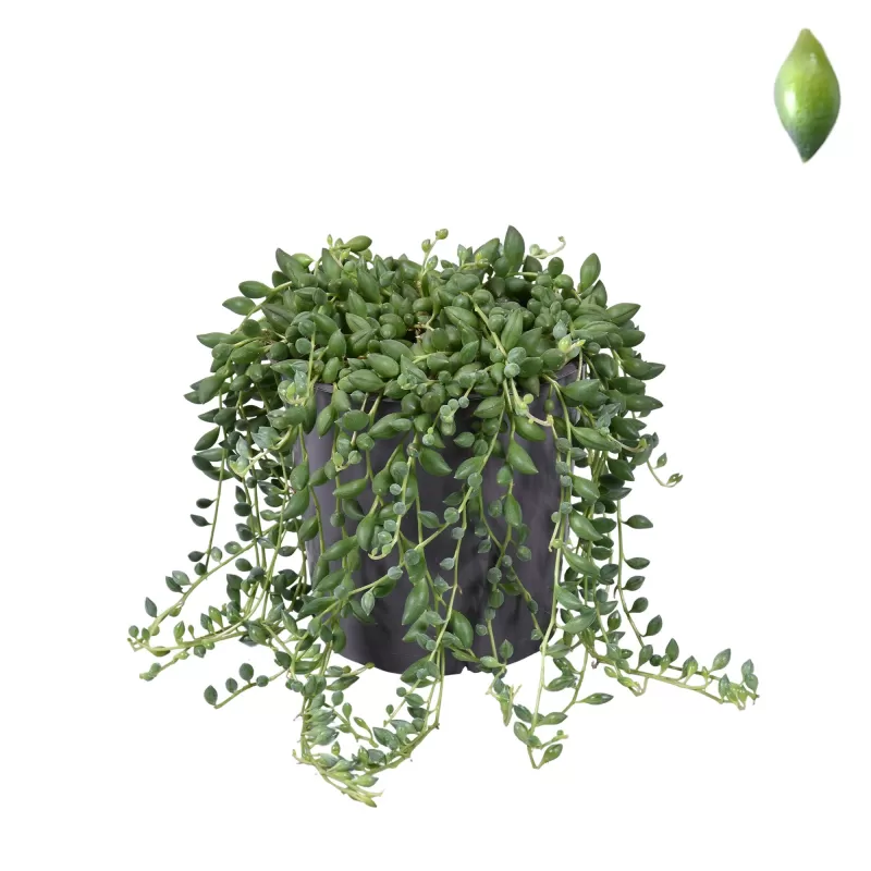 Karolinė žilė - Senecio herreianus (String of Tears)