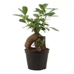Bonsai ficus microcarpa GINSENG