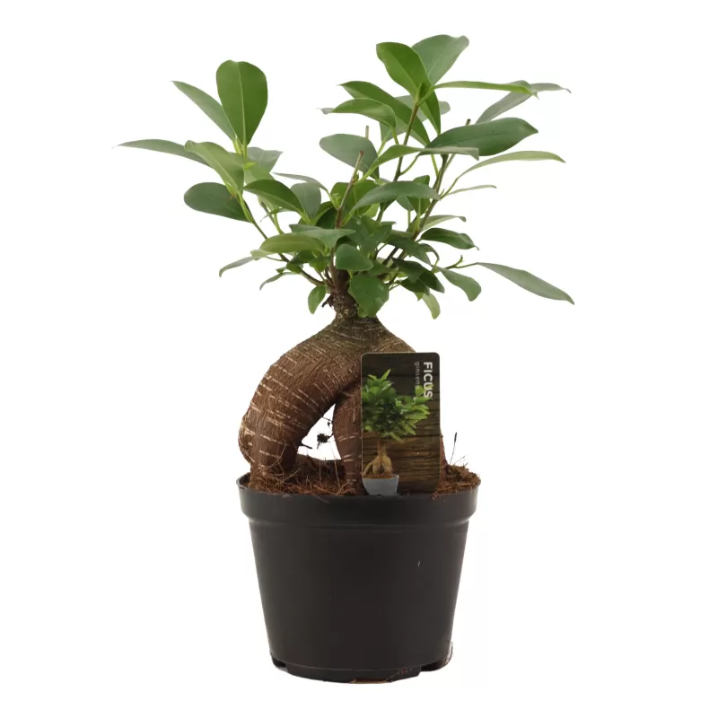 Bonsai ficus microcarpa GINSENG