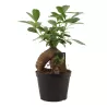 Bonsai ficus microcarpa GINSENG