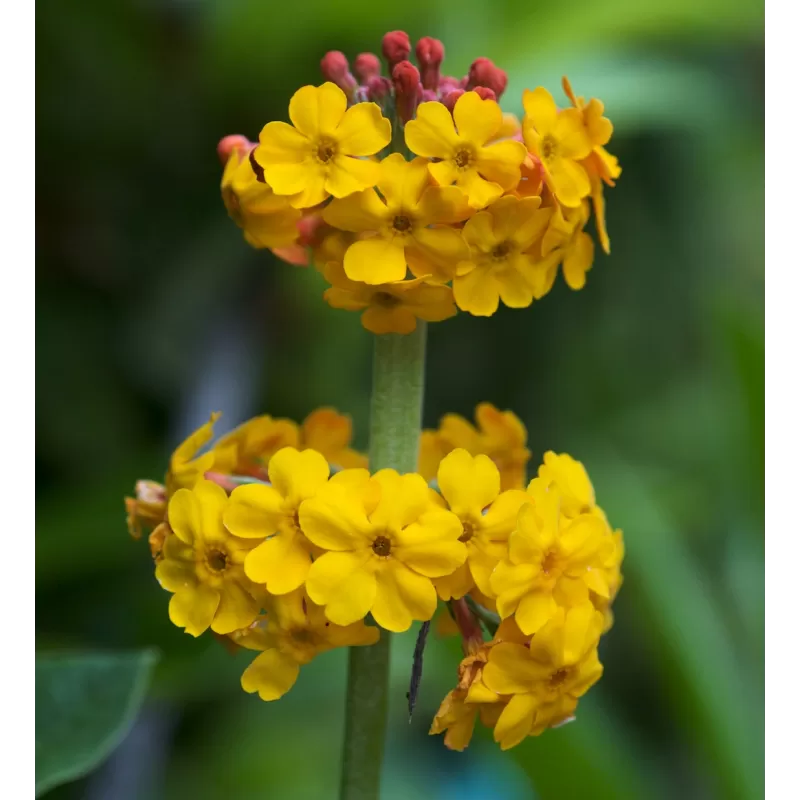 Bulėjaus raktažolė - Primula bulleyana