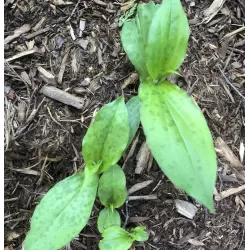 Lauko orchidėja Dark Beauty su pristatymu į namus