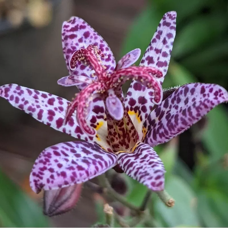 Lauko orchidėja Dark Beauty su pristatymu į namus