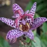 Lauko orchidėja Dark Beauty su pristatymu į namus