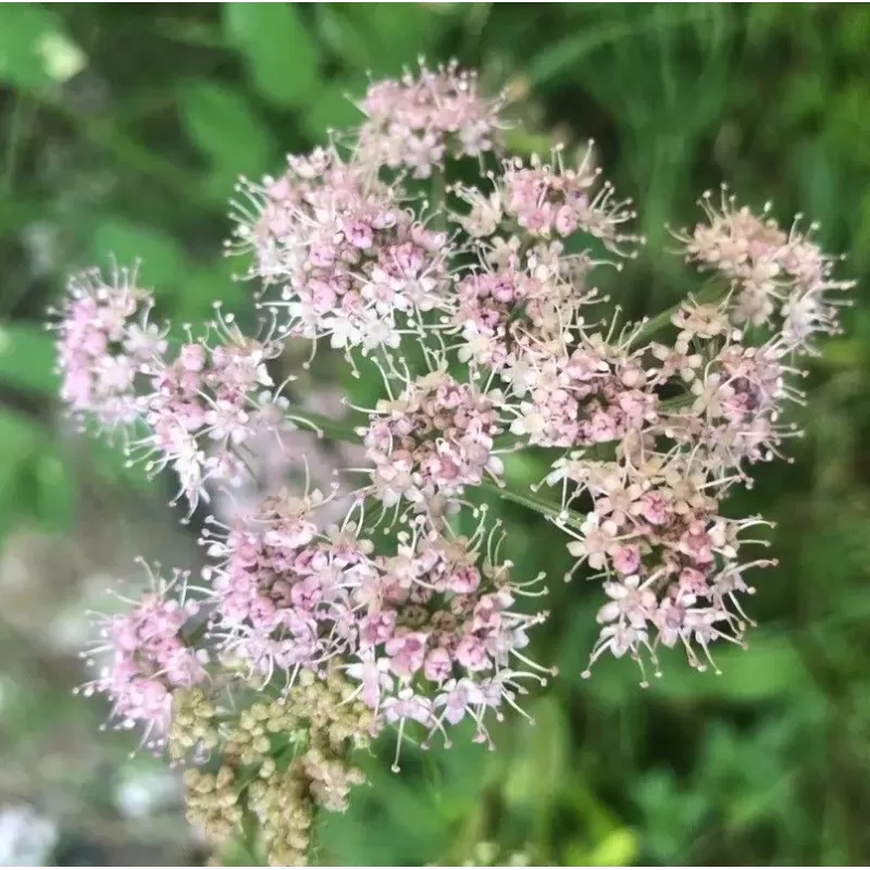 Pimpinella major