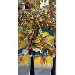 Bijūnų Shimadaijn sodinukai su pristatymu į namus