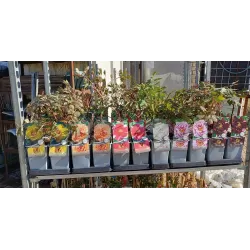 Bijūnų Shimadaijn sodinukai su pristatymu į namus