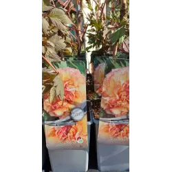 Bijūnų Shimadaijn sodinukai su pristatymu į namus