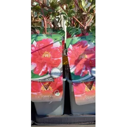 Bijūnų Shimadaijn sodinukai su pristatymu į namus