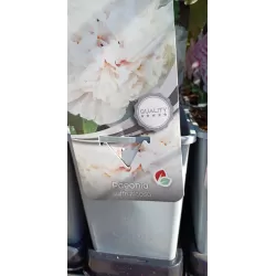 Bijūnas krūminis (baltas) - Paeonia suffruticosa WHITE