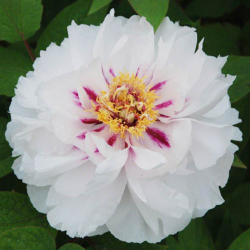 Bijūnų Shimadaijn sodinukai su pristatymu į namus