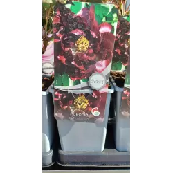 Bijūnas krūminis (tamsiai raudonas) - Paeonia suffruticosa DARK RED