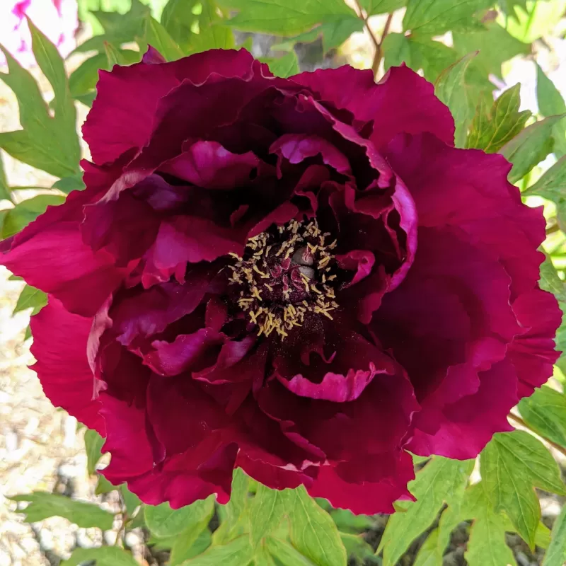 Bijūnas krūminis (tamsiai raudonas) - Paeonia suffruticosa DARK RED
