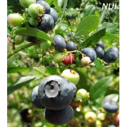 Aukštoji šilauogė(vid. vėlyvumo) - Vaccinium corymbosum NUI