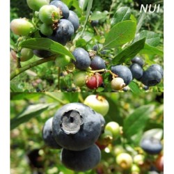 Highbush Blueberry - Vaccinium corymbosum NUI P9