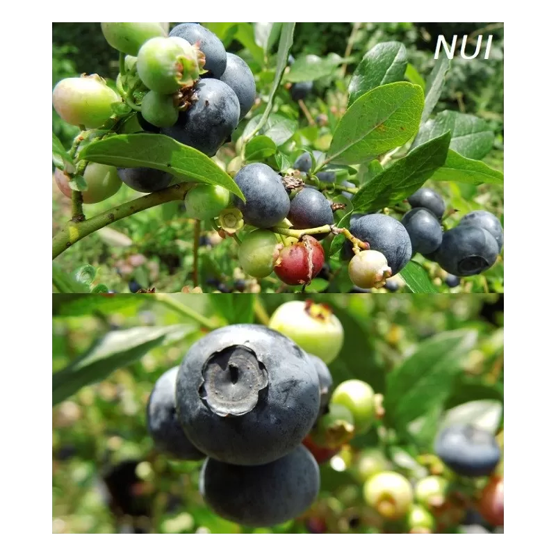 Aukštoji šilauogė(vid. vėlyvumo) - Vaccinium corymbosum NUI