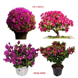 Bougainvillea mix