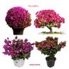 Bougainvillea mix